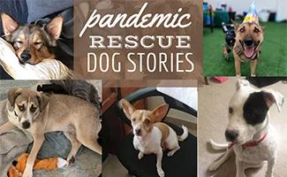 Rescue dogs (caption: Pandemic Rescue Dog Stories)