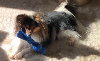 Papillion laying on ground with toy