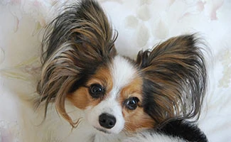 Papillon dog