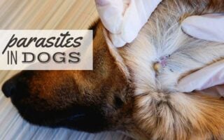 Parasites In Dogs Types Symptoms Treatment Prevention More