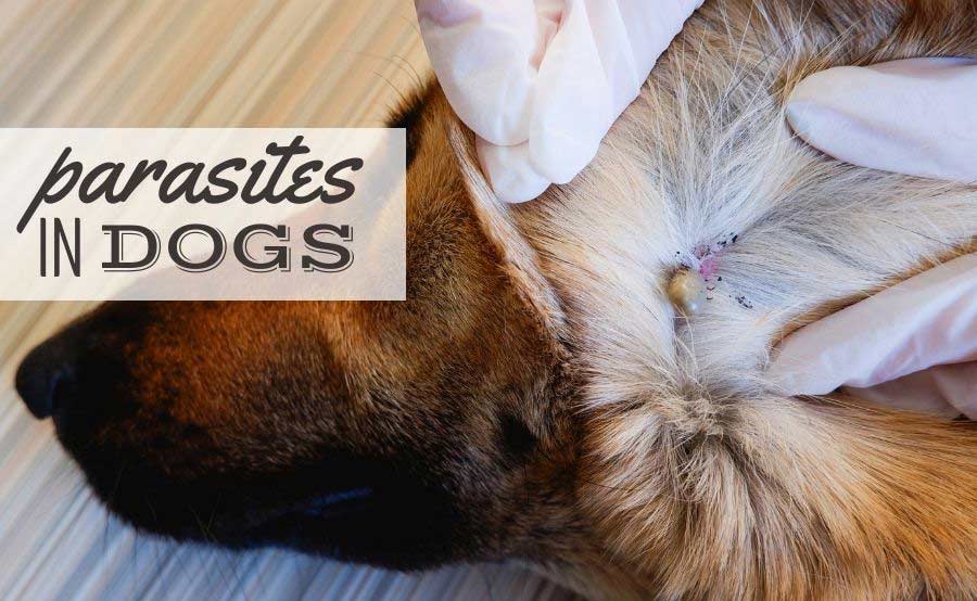 parasite pills for dogs