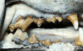 Periodontitis in dog