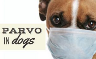how can a puppy get parvo which vaccinations are necessary caninejournal how can a puppy get parvo which vaccinations are necessary caninejournal