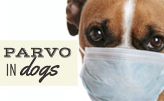 parvo virus effects adult after