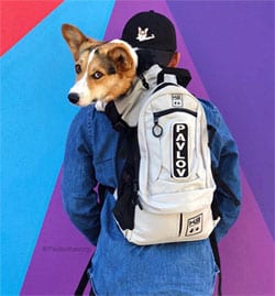 Pavlov the Corgi in K9 Sport Sack