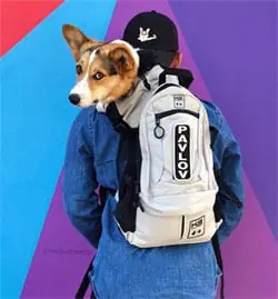 Pavlov the Corgi in K9 Sport Sack