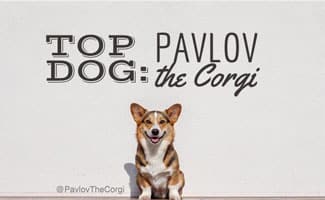 Pavlov the Corgi Pavlov the Corgi