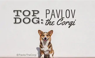 Pavlov the Corgi