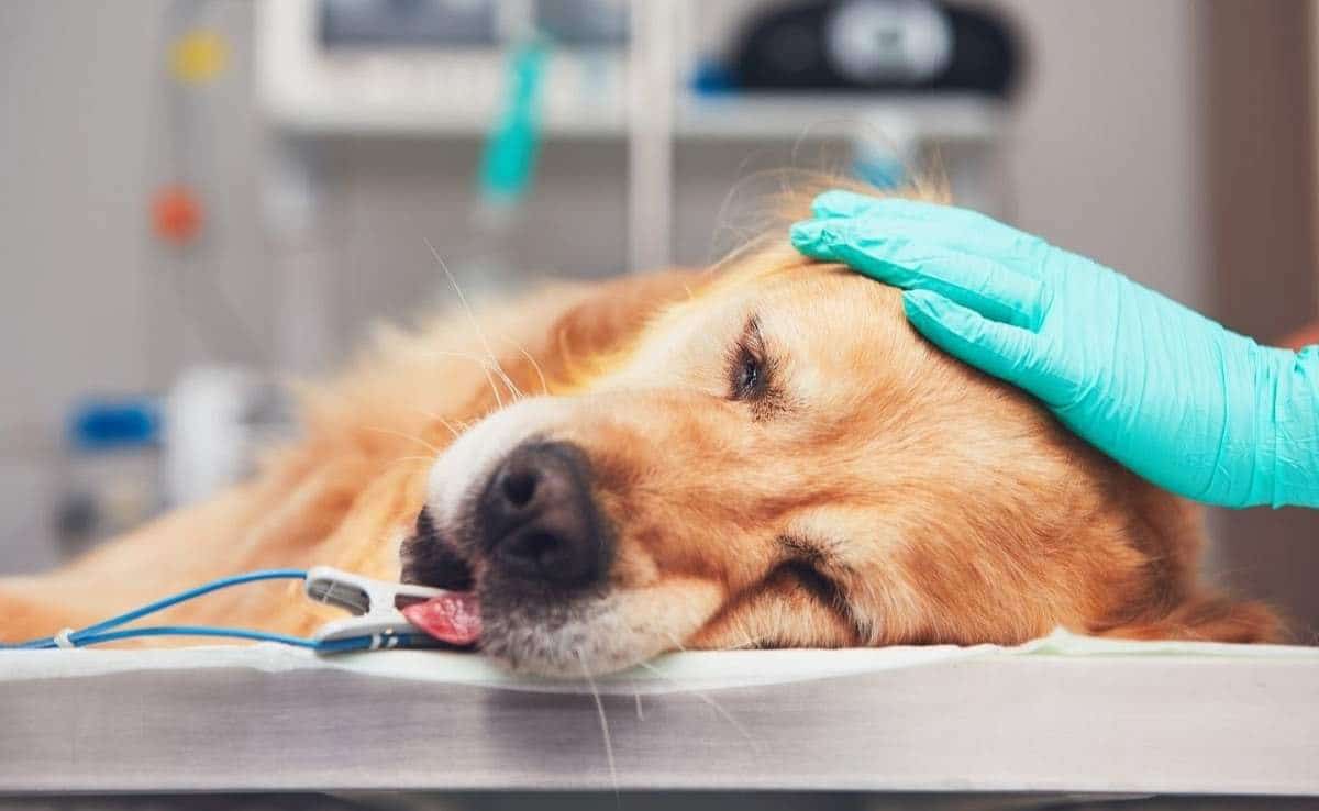 Sick dog laying on emergency room table with doctor's hand on head