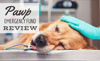 Sick dog lying on table at the vet (caption: Pawp Emergency Fund Review)