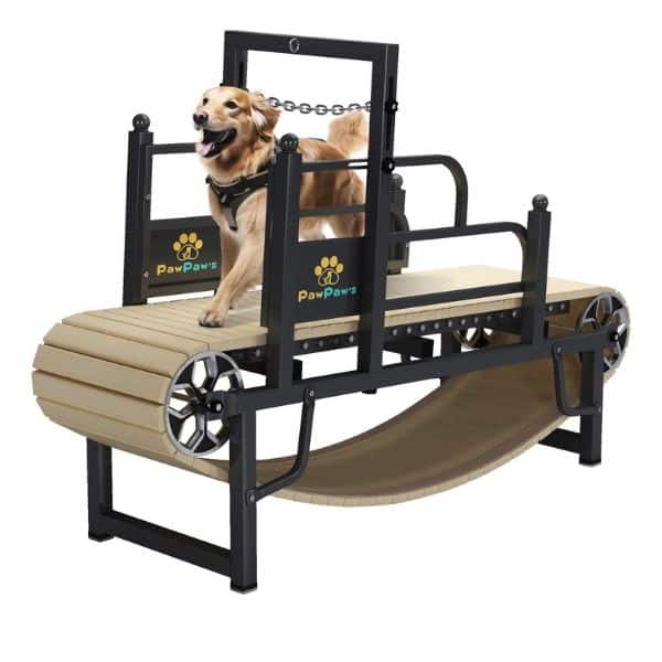 PawPaw's dog treadmill.