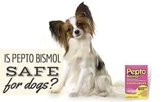 Small dog sitting next to box of Pepto Bismol (caption: Is Pepto Bismol Safe For Dogs?)