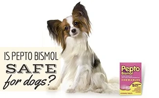 how long does it take for pepto bismol to work for dogs