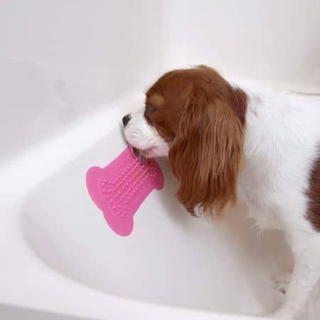 Perfect Curve The Original Lick Lick Pad on side of tub with Cavalier King Charles spaniel licking it