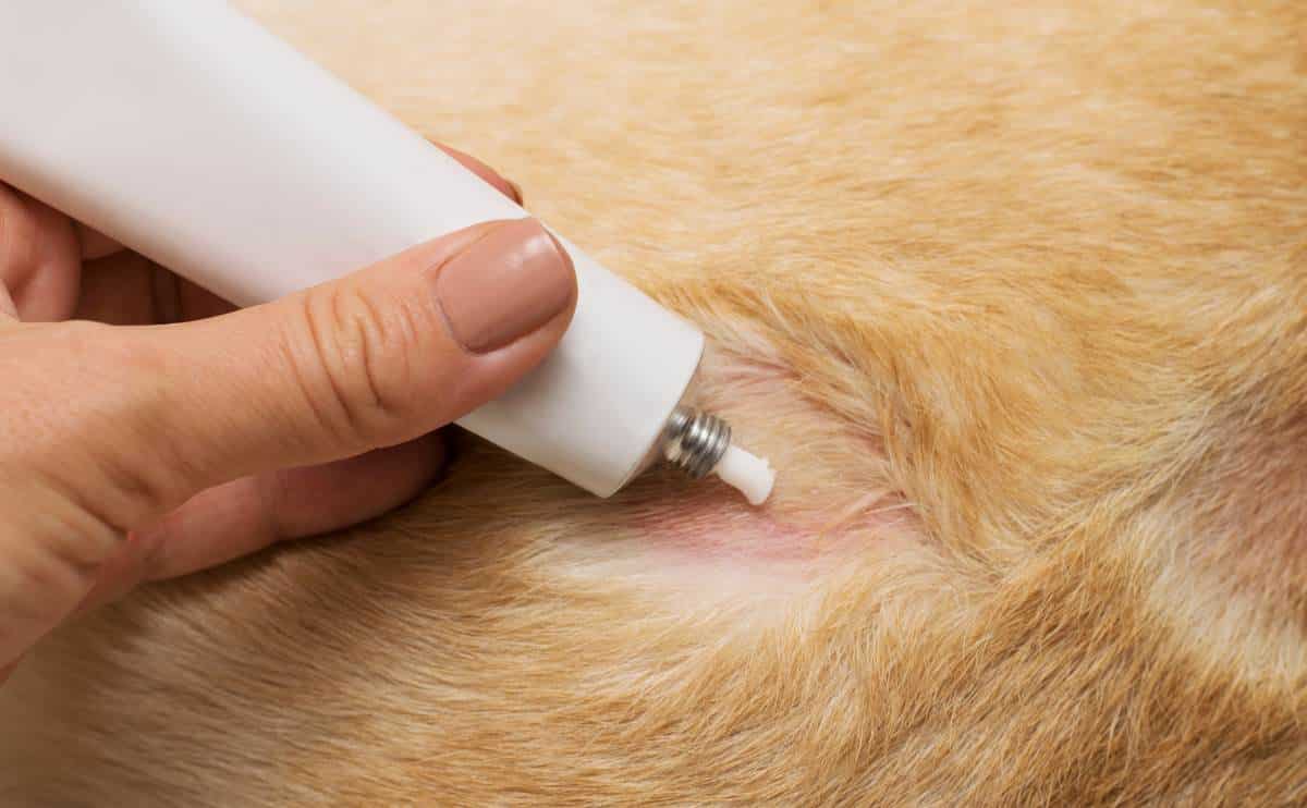 A person applying topical oil to dog's skin.