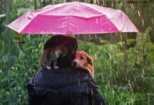 Person carrying a dog in the rain holding an umbrella.