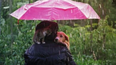 Person carrying a dog in the rain holding an umbrella.