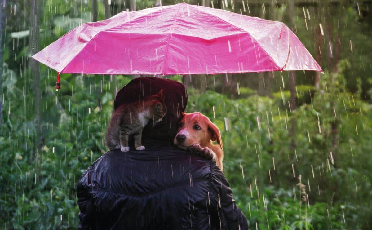 Best Dog Umbrella For Rainy Day Walks