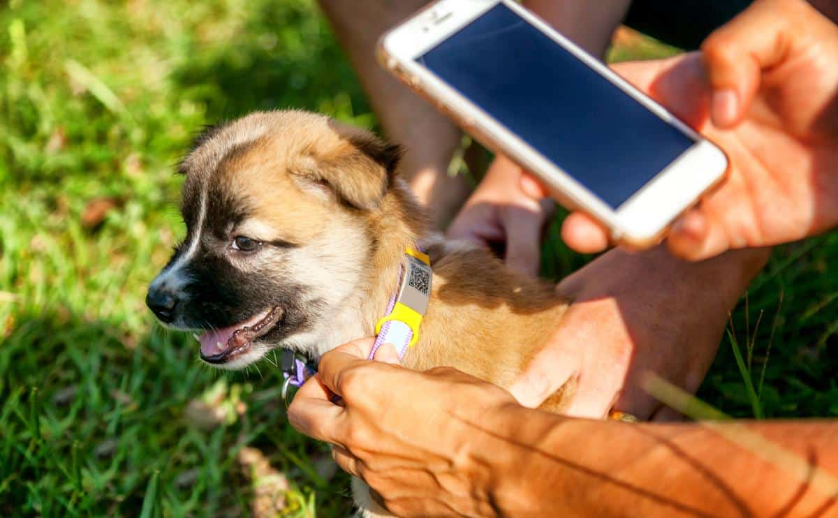 A person holding a smart phone in front of their dog wearing a smart collar