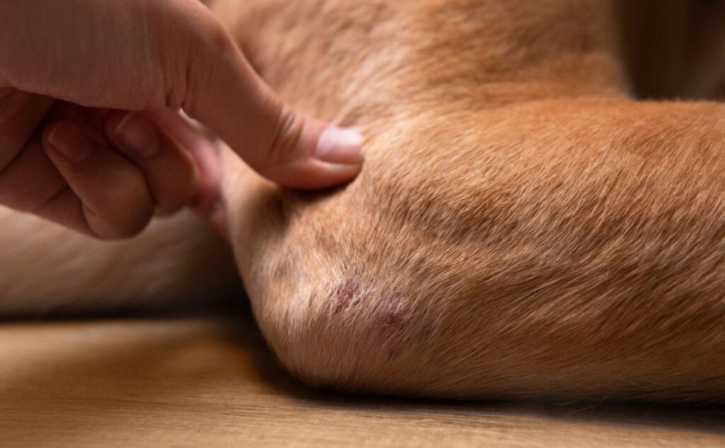 Person holding dog elbow.
