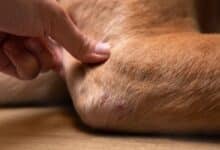 Person holding dog elbow.