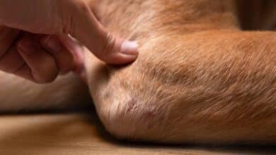 Person holding dog elbow.