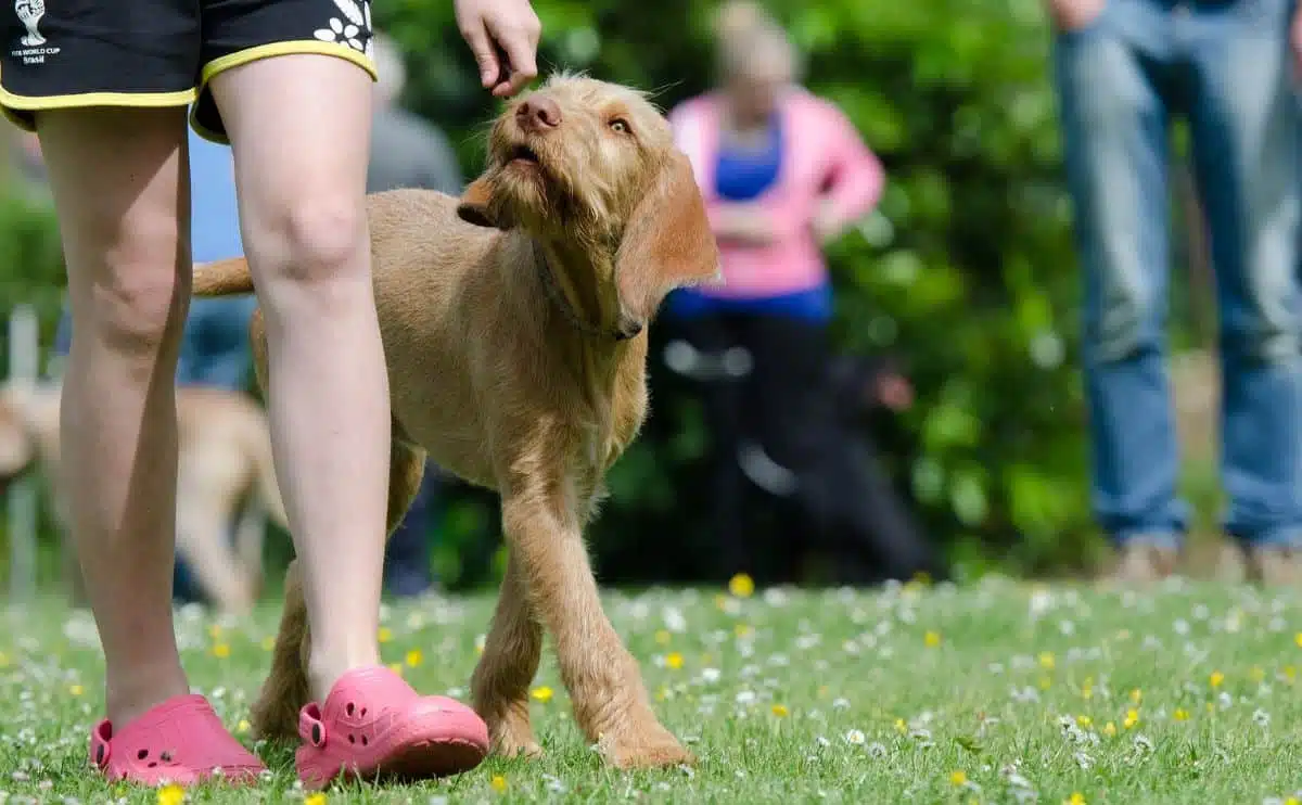 A person holding dog treat next to a dogs snout while training.