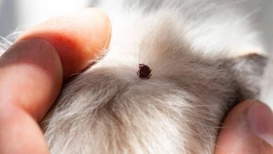 person holding fur of a dog with a tick stuck on skin