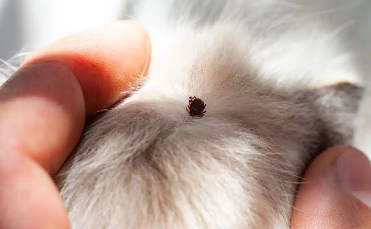 person holding fur of a dog with a tick stuck on skin