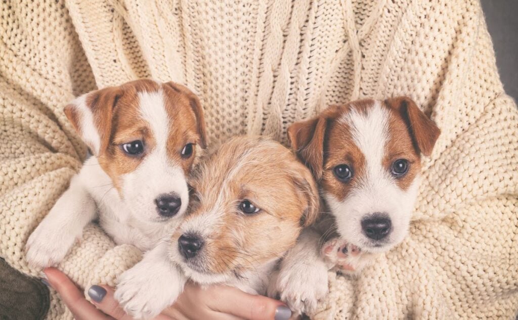 Person holding three puppies.