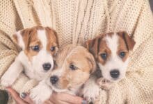 Person holding three puppies.