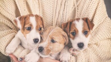 Person holding three puppies.