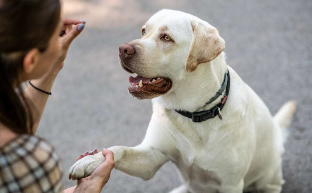A person holding treat in front of a dog's face sitting, training to shake.