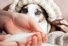 Person knitting with dog hair and dog in the background.