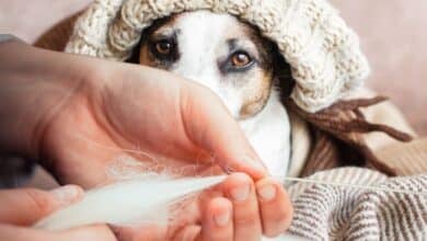 Person knitting with dog hair and dog in the background.