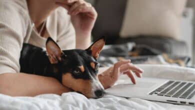 Person on laptop laying down with dog.