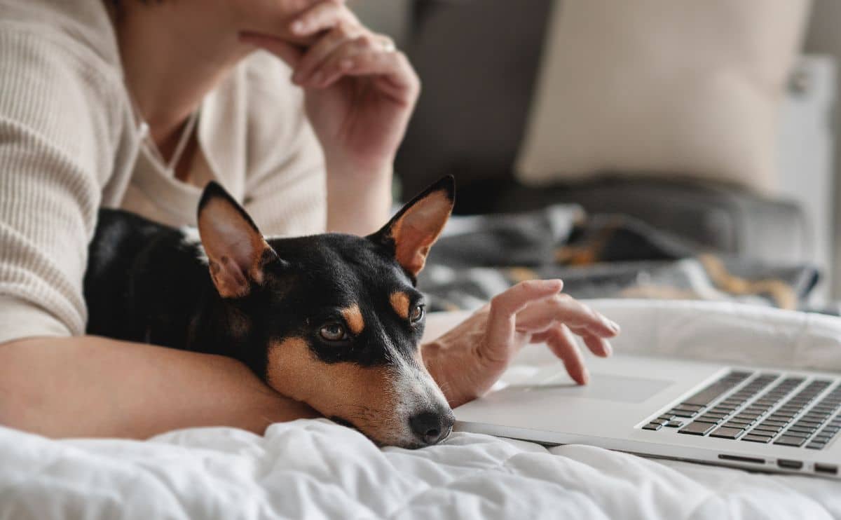 How To Cancel ASPCA Pet Insurance Canine Journal