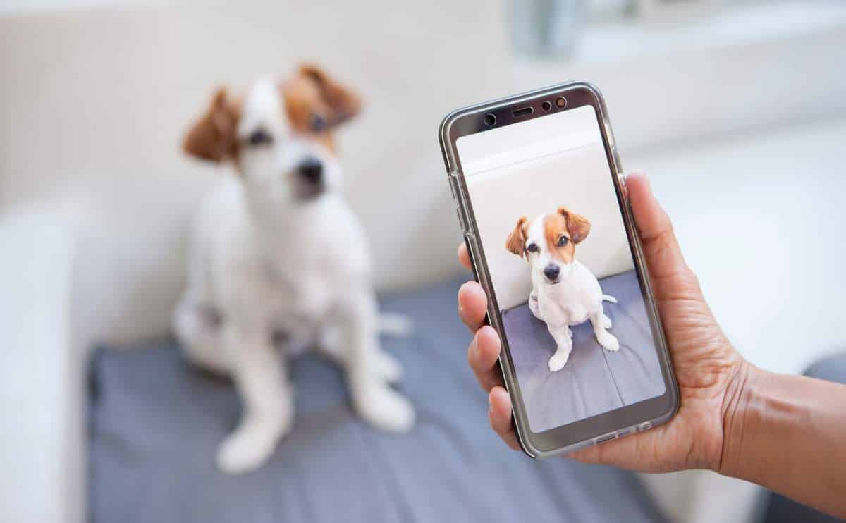 Person taking a photo of a small dog sitting on a smartphone.