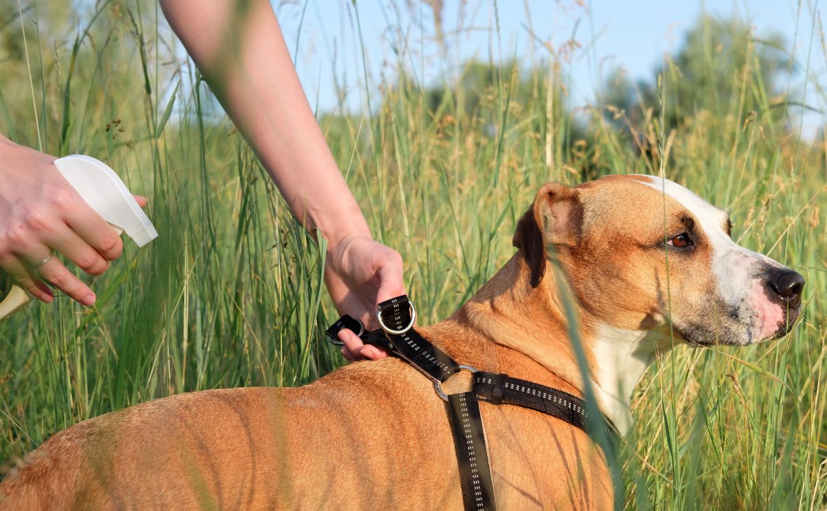 Person uses spray to prevent insect and tick bites of pet on hiking