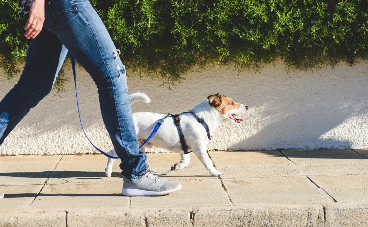 person walking dog on a leash down a sidewalk