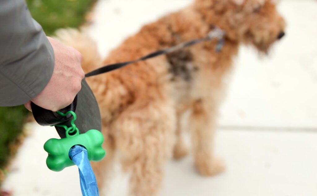 Person walking dog with poop bags.