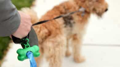 Person walking dog with poop bags.