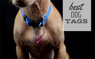 best pet tags