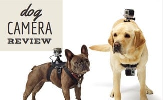 the best dog camera