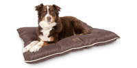 Dog on Pet Craft Dog Bed