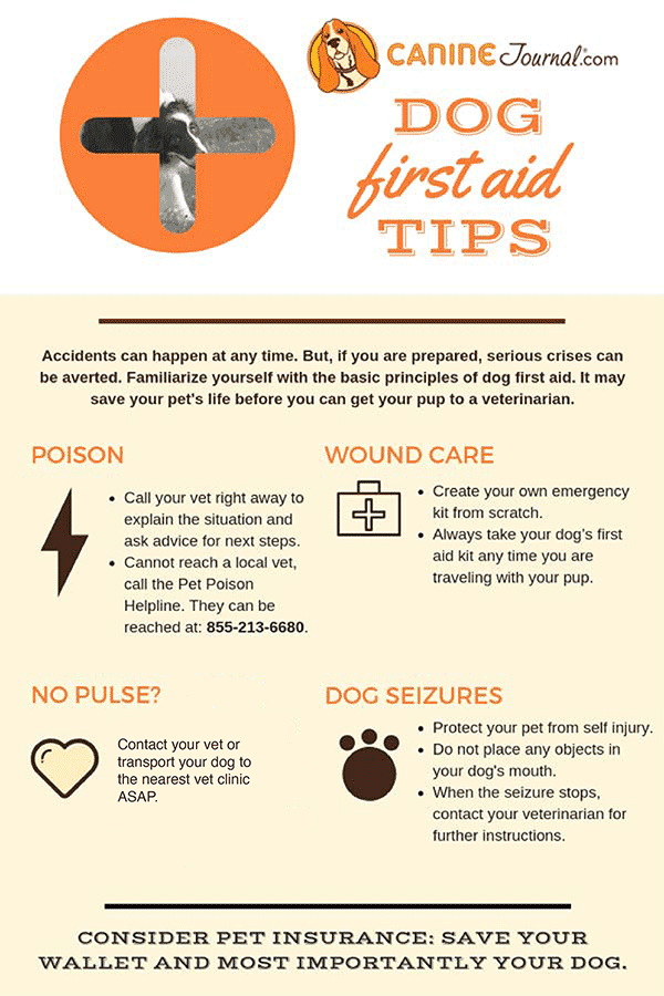 Dog First Aid Kit Tips