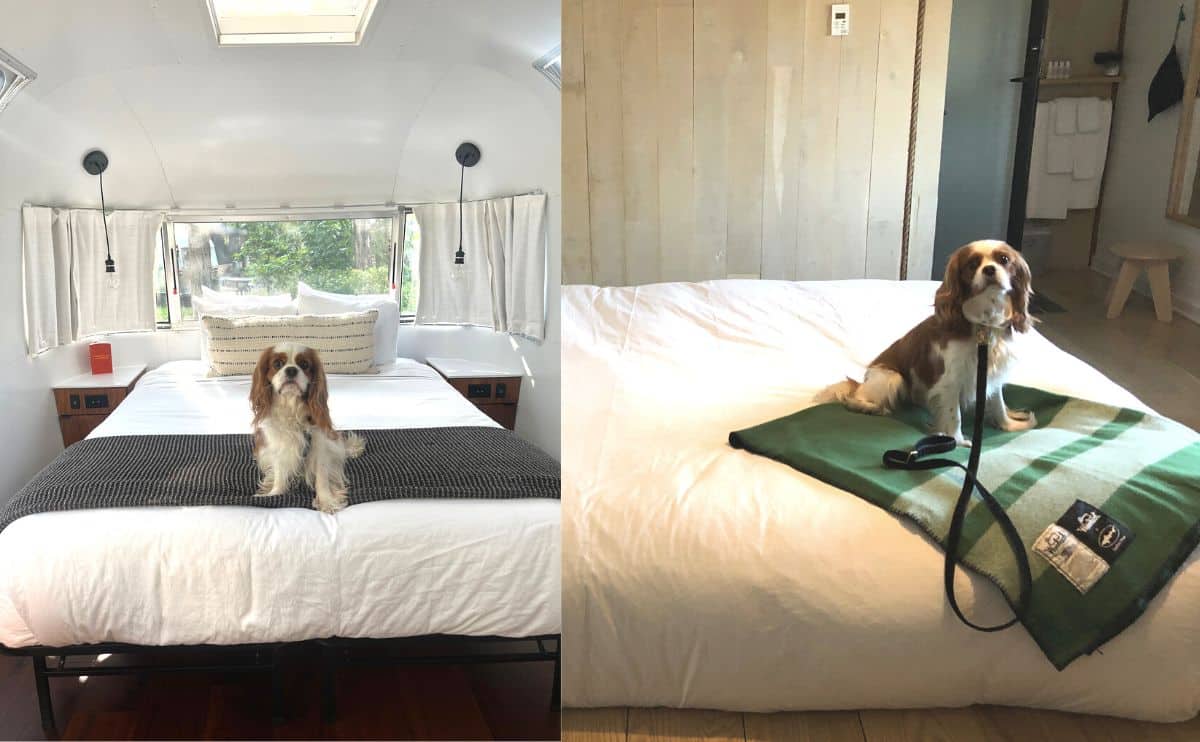 pet friendly hotel rooms