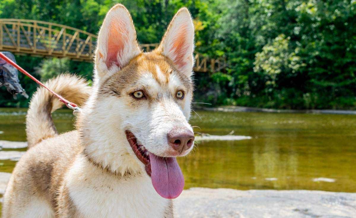 Husky Looking out at high Falls Alabama