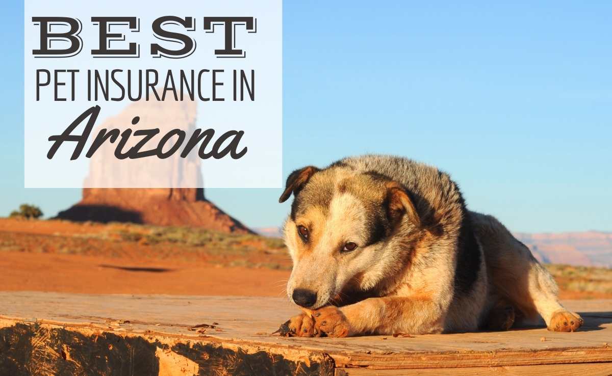 A dog at Monument Valley, Arizona laying eating a bone (Caption: Best Pet Insurance in Arizona)