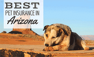 A dog at Monument Valley in Arizona laying in dirt and eating a bone (Caption: Best Pet Insurance in Arizona)